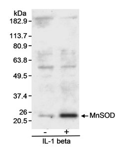 MnSOD Goat anti-Rat, Polyclonal, Bethyl Laboratories 100 &mu;L; Unconjugated:Antibodies,