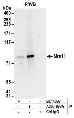 Mre11 Rabbit anti-Human, Polyclonal, Bethyl Laboratories 100 &mu;L; Unconjugated:Antibodies,