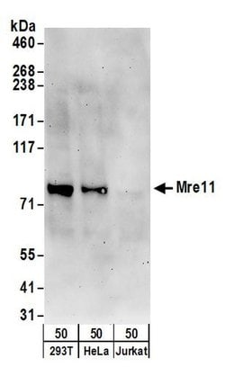 Mre11 Rabbit anti-Human, Polyclonal, Bethyl Laboratories 100 &mu;L; Unconjugated:Antibodies,