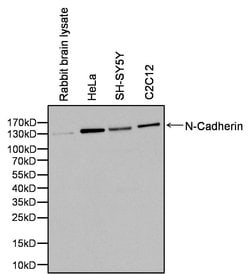Invitrogen N-cadherin Monoclonal Antibody (13A9) 100 &mu;g; Unconjugated:Antibodies,
