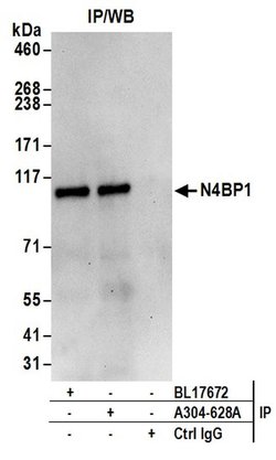 N4BP1 Rabbit anti-Human, Polyclonal, Bethyl Laboratories 100 &mu;L; Unconjugated:Antibodies,