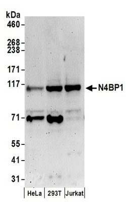 N4BP1 Rabbit anti-Human, Polyclonal, Bethyl Laboratories 100 &mu;L; Unconjugated:Antibodies,