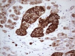 N4BP2L2 Monoclonal Antibody (OTI6A9), TrueMAB , OriGene 100 &mu;L; Unconjugated:Antibodies,