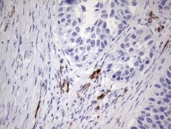 N4BP2L2 Monoclonal Antibody (OTI5C5), TrueMAB , OriGene 100 &mu;L; Unconjugated:Antibodies,