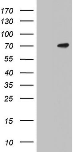 N4BP2L2 Monoclonal Antibody (OTI1E2), TrueMAB , OriGene:Antibodies:Primary