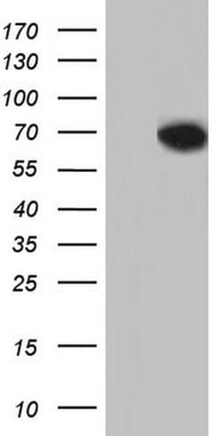 N4BP2L2 Monoclonal Antibody (OTI5A3), TrueMAB , OriGene:Antibodies:Primary