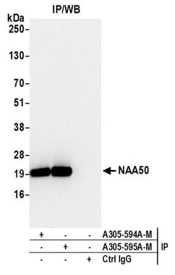 NAA50 Polyclonal Antibody, Bethyl Laboratories 20 &mu;L; Unconjugated:Antibodies,
