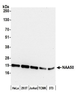 NAA50 Polyclonal Antibody, Bethyl Laboratories 20 &mu;L; Unconjugated:Antibodies,