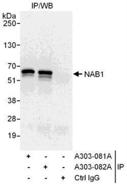 NAB1 Rabbit anti-Human, Polyclonal, Bethyl Laboratories 10 &mu;L; Unconjugated:Antibodies,