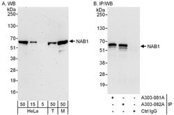 NAB1 Rabbit anti-Human, Mouse, Polyclonal, Bethyl Laboratories 100 &mu;L;