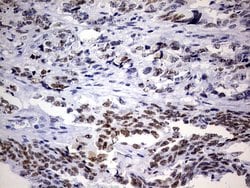 NAB1 Monoclonal Antibody (OTI1D2), TrueMAB , OriGene 100 &mu;L; Unconjugated:Antibodies,