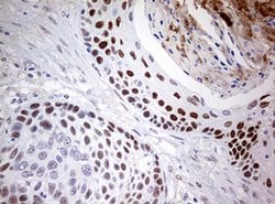 NAB1 Monoclonal Antibody (OTI5F2), TrueMAB , OriGene 100 &mu;L; Unconjugated:Antibodies,