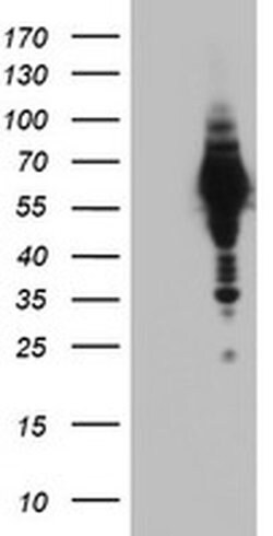 NAB1 Monoclonal Antibody (OTI1B1), TrueMAB , OriGene:Antibodies:Primary