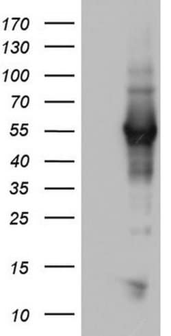 NAB1 Monoclonal Antibody (OTI4H3), TrueMAB , OriGene 100 &mu;L; Unconjugated:Antibodies,