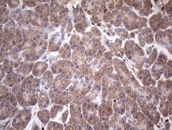 NAB2 Monoclonal Antibody (OTI1E12), TrueMAB , OriGene 100 &mu;L; Unconjugated:Antibodies,