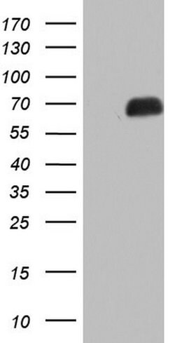 NAB2 Mouse anti-Human, Clone: OTI6D10, lyophilized, TrueMAB 100 &mu;g;
