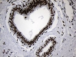 NABP1 Mouse anti-Human, Clone: OTI6B10, TrueMAB , Origene 30 &mu;L; Unconjugated:Antibodies,