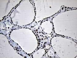 NABP1 Mouse anti-Human, Clone: OTI6B10, TrueMAB , Origene 30 &mu;L; Unconjugated:Antibodies,