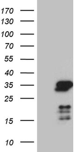 NABP1 Monoclonal Antibody (OTI8E3), TrueMAB , OriGene:Antibodies:Primary