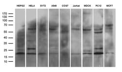 NABP1 Monoclonal Antibody (OTI8E3), TrueMAB , OriGene:Antibodies:Primary