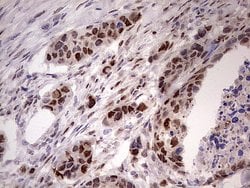 NAE1 Mouse anti-Human, Clone: OTI1E10, liquid, TrueMAB 100 &mu;L | Buy Online | Origene Technologies | Fisher Scientific