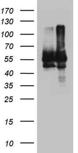 NAE1 Monoclonal Antibody (OTI1B2), TrueMAB , OriGene 100 &mu;L; Unconjugated:Antibodies,