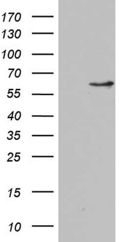 NAE1 Monoclonal Antibody (OTI1D12), TrueMAB , OriGene 30 &mu;L | Buy Online | Origene Technologies | Fisher Scientific