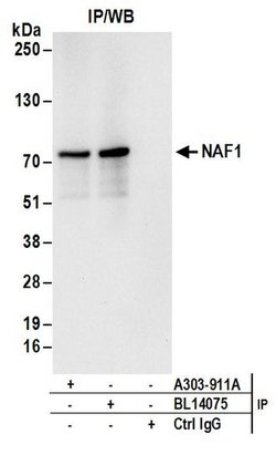 NAF1 Rabbit anti-Human, Polyclonal, Bethyl Laboratories 10 &mu;L; Unconjugated:Antibodies,