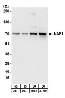 NAF1 Rabbit anti-Human, Polyclonal, Bethyl Laboratories 10 &mu;L; Unconjugated:Antibodies,
