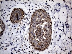NAGA Mouse anti-Human, Clone: OTI3A4, lyophilized, TrueMAB 100 &mu;g; Unconjugated:Antibodies,