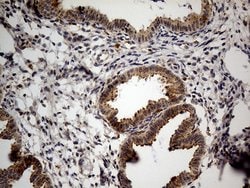 NAGA Mouse anti-Human, Clone: OTI3A4, lyophilized, TrueMAB 100 &mu;g; Unconjugated:Antibodies,