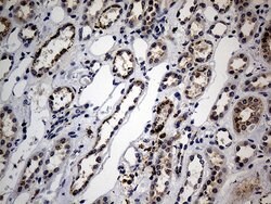 NAGA Mouse anti-Human, Clone: OTI3A4, lyophilized, TrueMAB 100 &mu;g; Unconjugated:Antibodies,