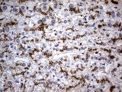 NAGA Mouse anti-Human, Clone: OTI3A4, lyophilized, TrueMAB 100 &mu;g; Unconjugated:Antibodies,
