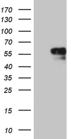 NAGA Monoclonal Antibody (OTI6F3), TrueMAB , OriGene:Antibodies:Primary