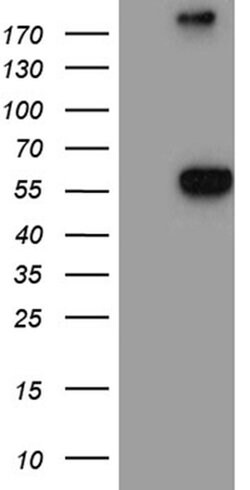 NAGA Monoclonal Antibody (OTI7F1), TrueMAB , OriGene:Antibodies:Primary