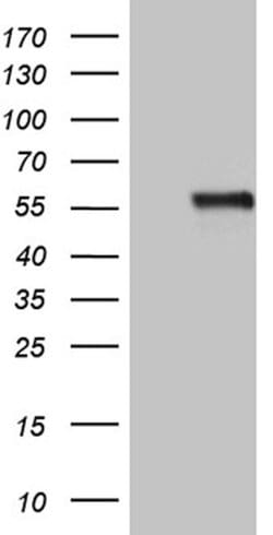 NAGA Mouse anti-Human, Clone: OTI3A4, lyophilized, TrueMAB 100 &mu;g; Unconjugated:Antibodies,