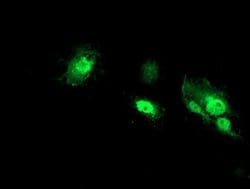 NANP Monoclonal Antibody (OTI4D11), TrueMAB , OriGene 30 &mu;L; Unconjugated:Antibodies,