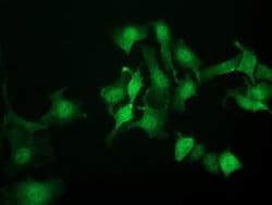 NANP Monoclonal Antibody (OTI4D11), TrueMAB , OriGene 30 &mu;L; Unconjugated:Antibodies,