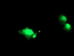 NANP Monoclonal Antibody (OTI1G8), TrueMAB , OriGene 30 &mu;L; Unconjugated:Antibodies,