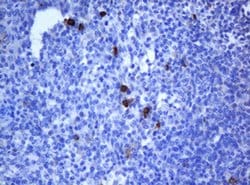 NANP Monoclonal Antibody (OTI4D5), TrueMAB , OriGene 100 &mu;L; Unconjugated:Antibodies,
