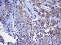 NANP Mouse anti-Human, Clone: OTI3C1, lyophilized, TrueMAB 100 &mu;g; Unconjugated:Antibodies,