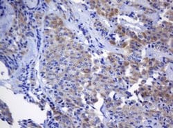 NANP Monoclonal Antibody (OTI3C1), TrueMAB , OriGene 100 &mu;L; Unconjugated:Antibodies,