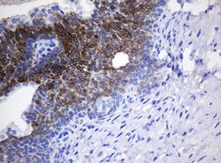 NANP Monoclonal Antibody (OTI4F5), TrueMAB , OriGene 30 &mu;L; Unconjugated:Antibodies,
