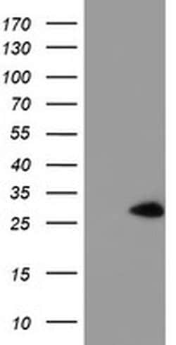 NANP Monoclonal Antibody (OTI4D11), TrueMAB , OriGene 30 &mu;L; Unconjugated:Antibodies,