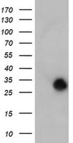 NANP Monoclonal Antibody (OTI1G8), TrueMAB , OriGene 30 &mu;L; Unconjugated:Antibodies,