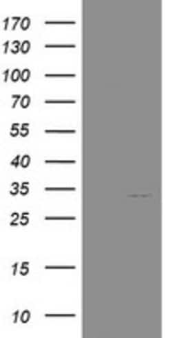 NANP Mouse anti-Human, Clone: OTI3C1, lyophilized, TrueMAB 100 &mu;g; Unconjugated:Antibodies,