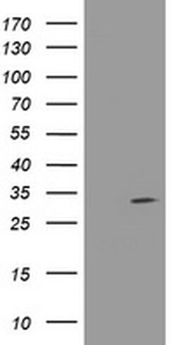 NANP Monoclonal Antibody (OTI2A2), TrueMAB , OriGene 100 &mu;L; Unconjugated:Antibodies,