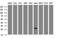 NANP Monoclonal Antibody (OTI4F5), TrueMAB , OriGene 30 &mu;L; Unconjugated:Antibodies,
