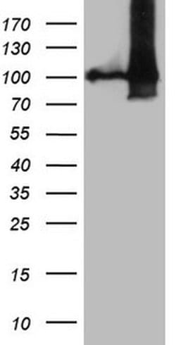 NAP1L3 Monoclonal Antibody (OTI2C3), TrueMAB , OriGene 100 &mu;L; Unconjugated:Antibodies,