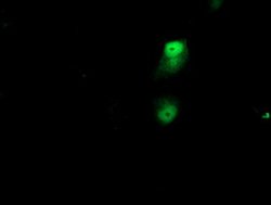 NAPEPLD Mouse anti-Human, Clone: OTI7B9, lyophilized, TrueMAB 100 &mu;g;